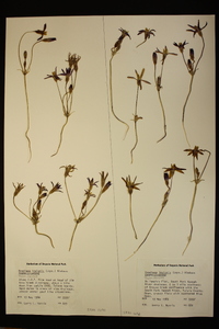 Brodiaea insignis image